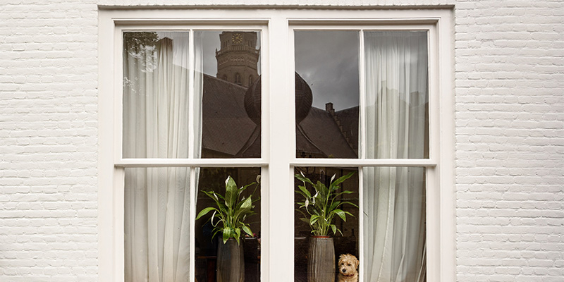 wooden windows with puppy
